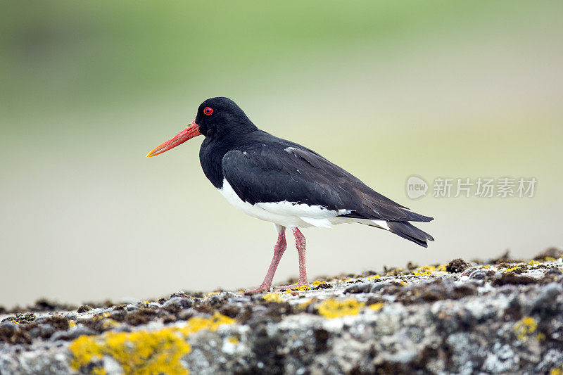 捕牡蛎者(oematopus ostralegus)